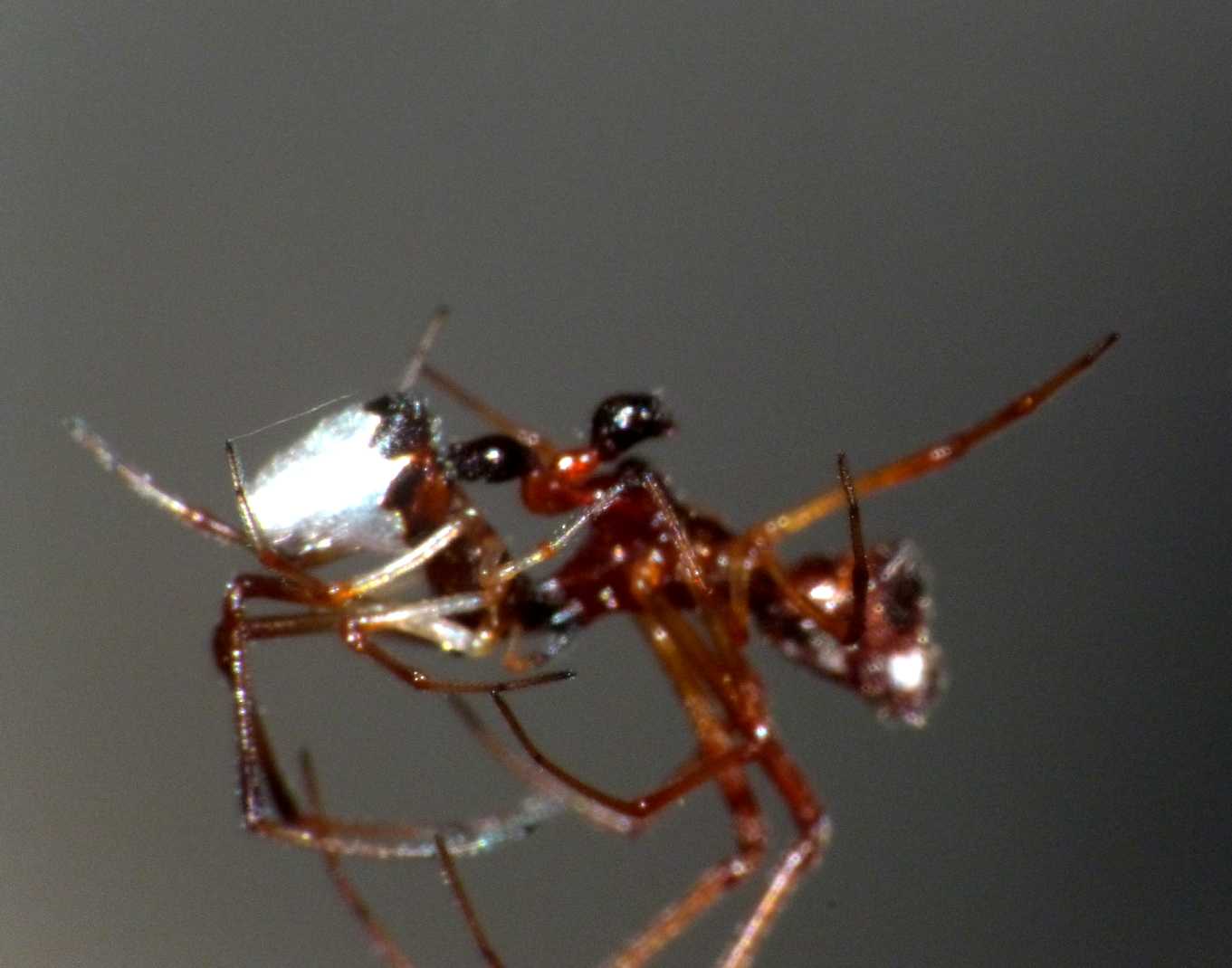 Gli astuti Argyrodes